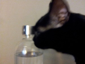 soda-stream-kitty
